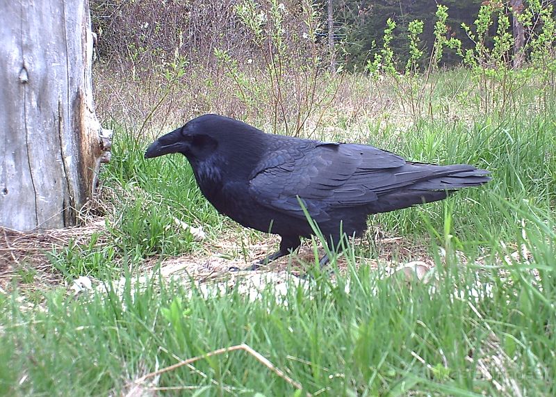 Raven_051811_1633hrs.jpg - Common Raven (Corvus corax)